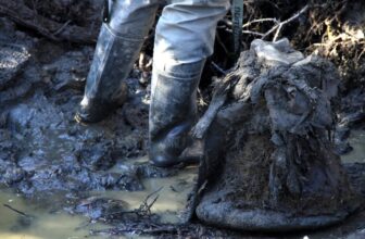 Mammoth Chromosomes Present in Preserved ‘Flash-Frozen’ Pores and skin