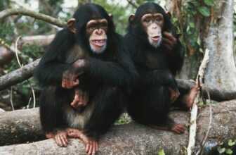 Chimpanzees Chat Up a Storm With Human-Like Gestures