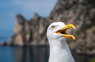 ‘Very Irritated’ Seagulls Are Waging Warfare on NYC’s Seashore Drones