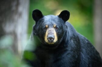 A Parasitic Eyeworm Is Spreading within the U.S.—and Bears Are the Newest Victims