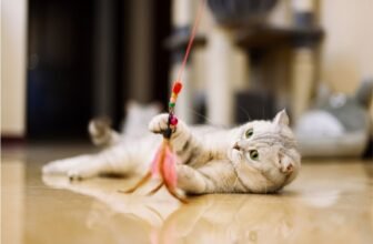 Scientists Wish to See Movies of Your Cat for a New Research