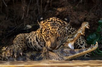 Sink Your Tooth Into the Greatest Nature Photos of the Yr