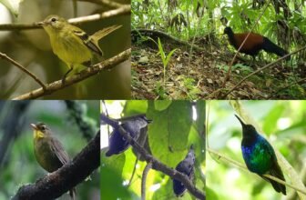 If You See Any of These Birds, Report Them Instantly