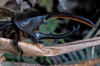 Watch a Little Robotic Flap Its Wings Like a Rhinoceros Beetle