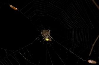 These Spiders Use Firefly Gentle to Lure Attractive Fireflies to Their Demise