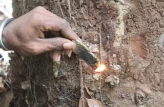 Artifacts in Island Cave Push Again Arrival of People within the Pacific