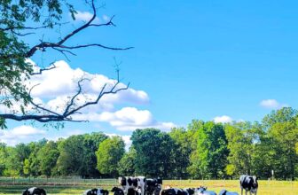 The Little Issues Publication #433 – Life, laughter, and many nice meals!