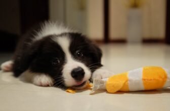 Canine Might Keep in mind Their Toys’ Names Even Years Later