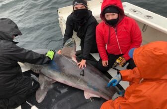 Swallowed Monitoring Tag Confirms Giant Sharks Are Looking Every Different