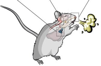 How the Mind Separates Sneezing From Coughing, In accordance with Mice