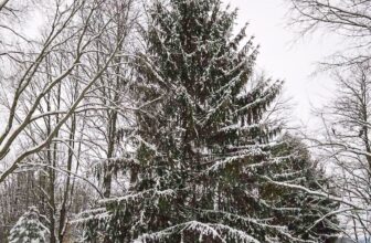 The Little Issues Publication #500 – Life, laughter, and plenty of nice meals!